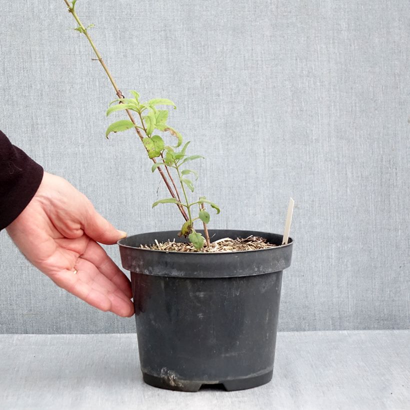 Veronica Lavender Lightsaber 2L/3L pot sample as delivered in autumn