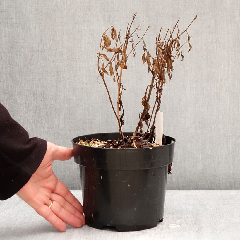 Veronica Lavender Lightsaber 2L/3L pot sample as delivered in winter