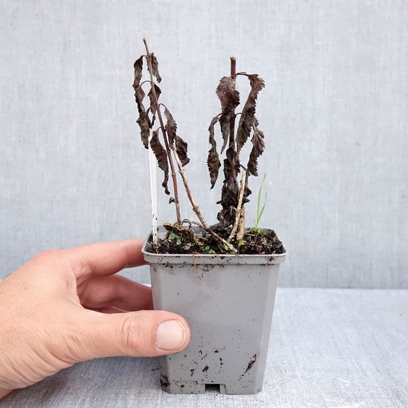Veronica longifolia Blauriesin 8/9 cm pot sample as delivered in autumn