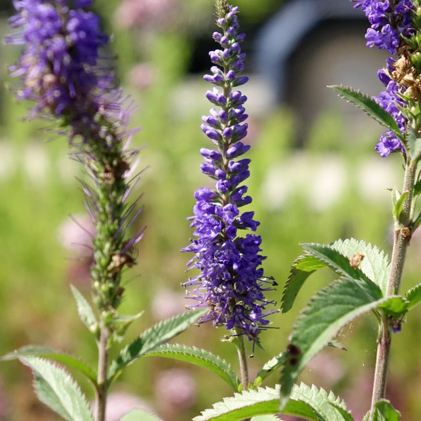 Veronica longifolia Blauriesin (Flowering)