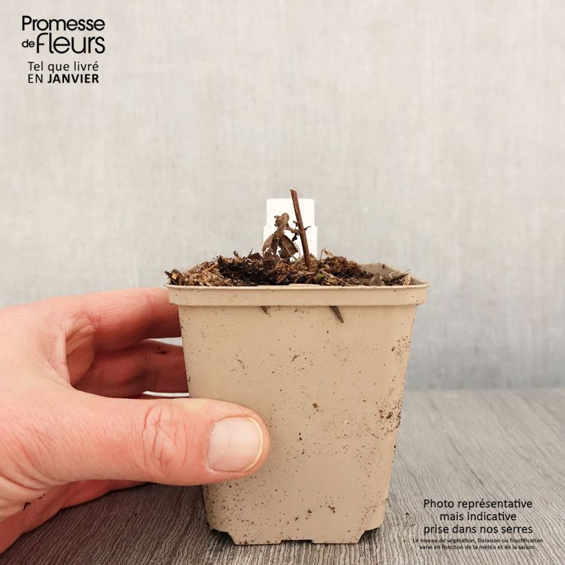 Veronica longifolia Candied Candle 8/9 cm pot sample as delivered in winter