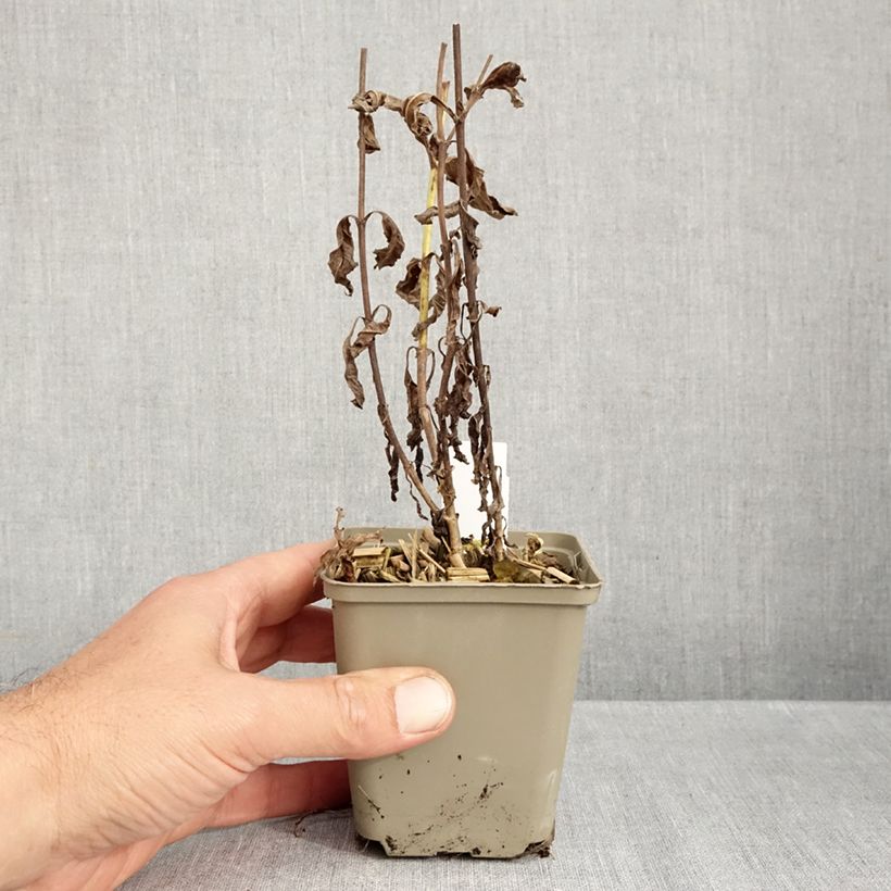 Veronica longifolia Charlotte 8/9 cm pot sample as delivered in autumn