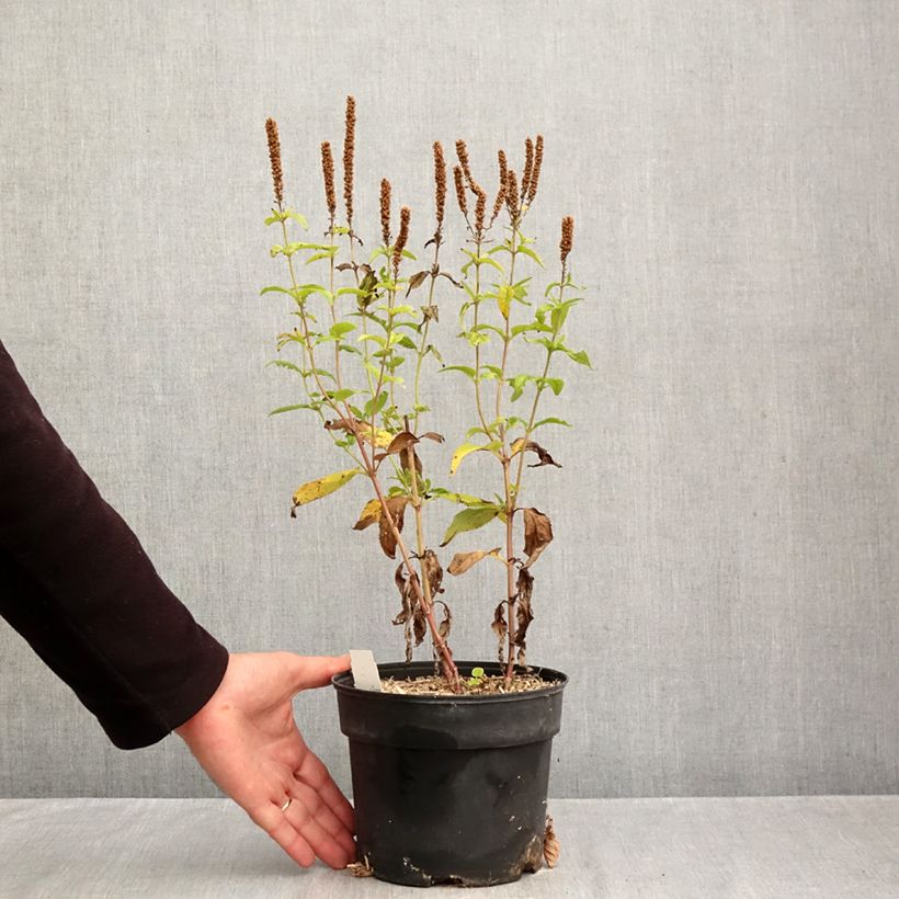 Veronica longifolia First Glory 2L/3L pot sample as delivered in autumn