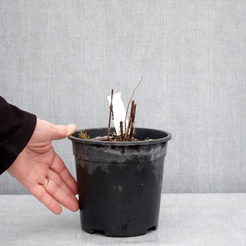 Veronica longifolia First Glory 2L/3L pot sample as delivered in winter