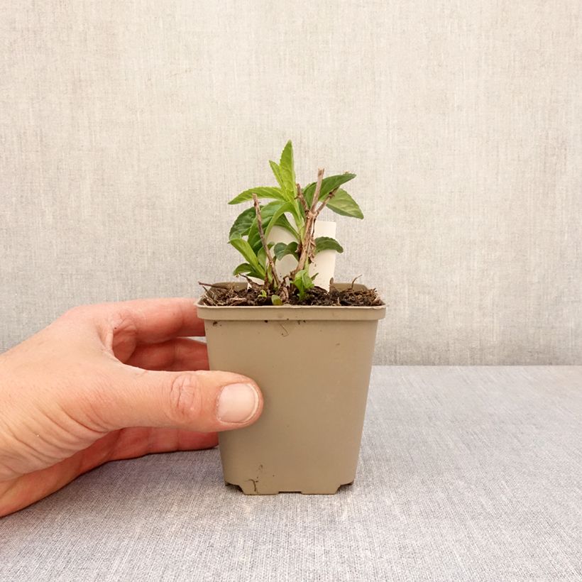 Veronica longifolia First Lady 8/9 cm pot sample as delivered in spring