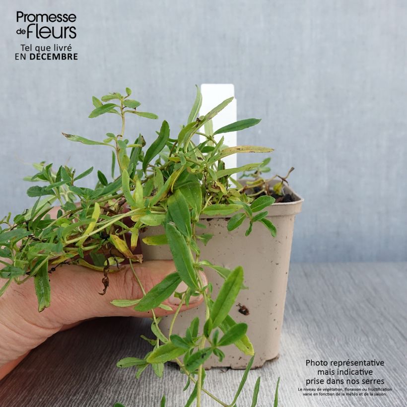 Veronica prostrata Alba 8/9 cm pot sample as delivered in winter