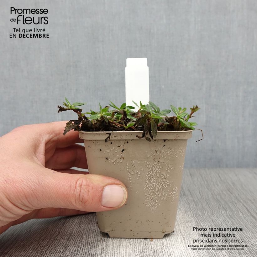 Veronica prostrata Mrs Holt 8/9 cm pot sample as delivered in autumn