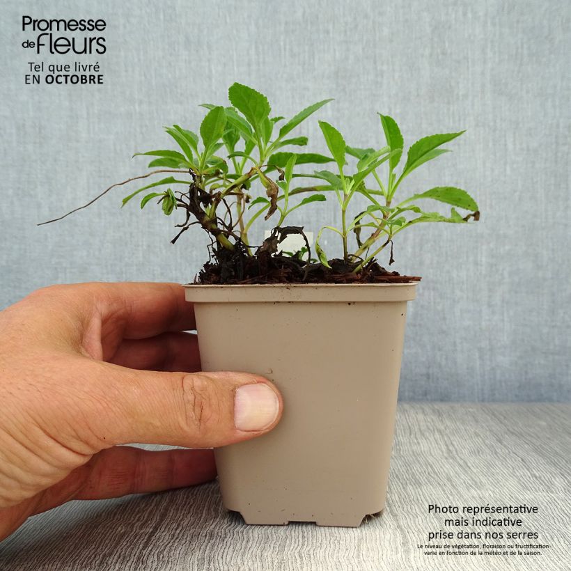 Veronica spicata Rotfuchs 8/9 cm pot sample as delivered in autumn