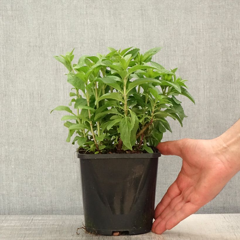 Veronica Royal Candles 1.5L/2L pot sample as delivered in spring