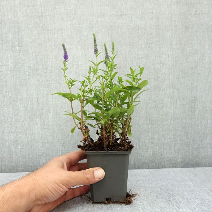 Veronica spicata Ulster Blue Dwarf 8/9 cm pot sample as delivered in summer