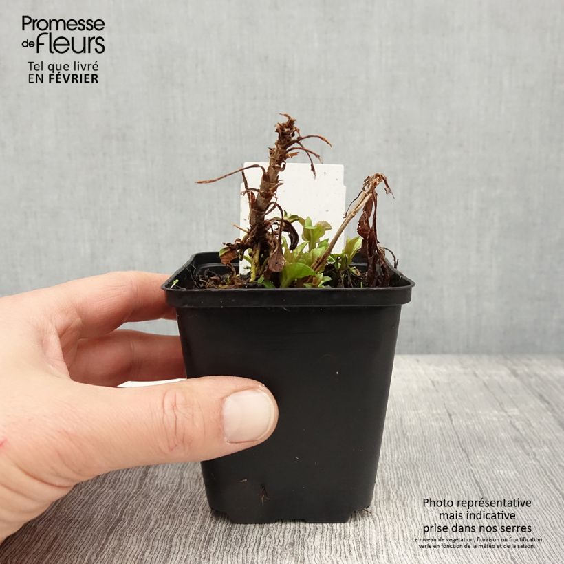 Veronica spicata Ulster Blue Dwarf 8/9 cm pot sample as delivered in winter