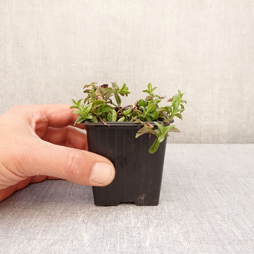 Veronica x cantiana Kentish Pink - Speedwell 8/9 cm pot sample as delivered in spring