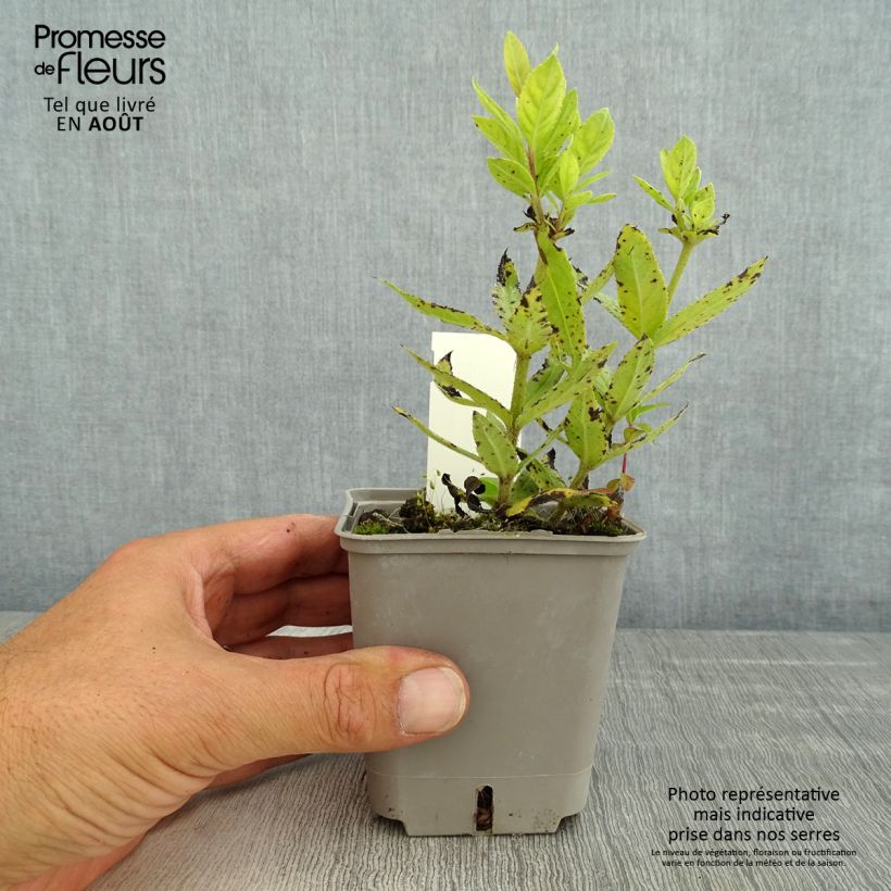 Veronicastrum virginicum Challenger 8/9 cm pot sample as delivered in summer
