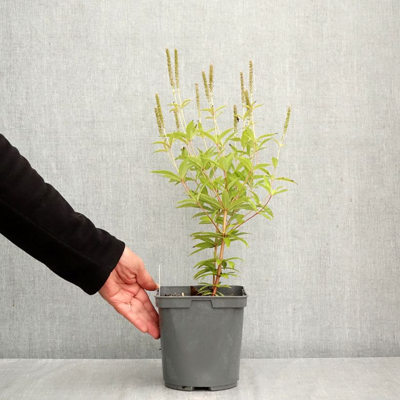 Veronicastrum virginicum Fascination 2L/3L pot sample as delivered in autumn