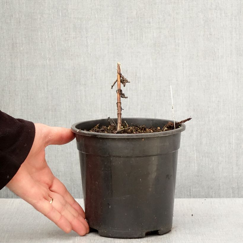 Veronicastrum virginicum Fascination 2L/3L pot sample as delivered in spring