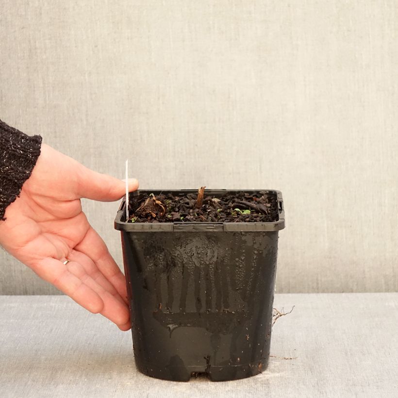 Veronicastrum virginicum Pink Glow 2L/3L pot sample as delivered in winter