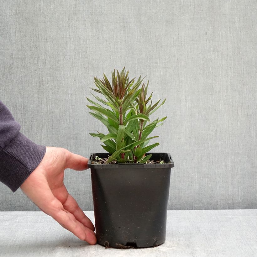 Veronicastrum virginicum Pink Glow 2L/3L pot sample as delivered in spring