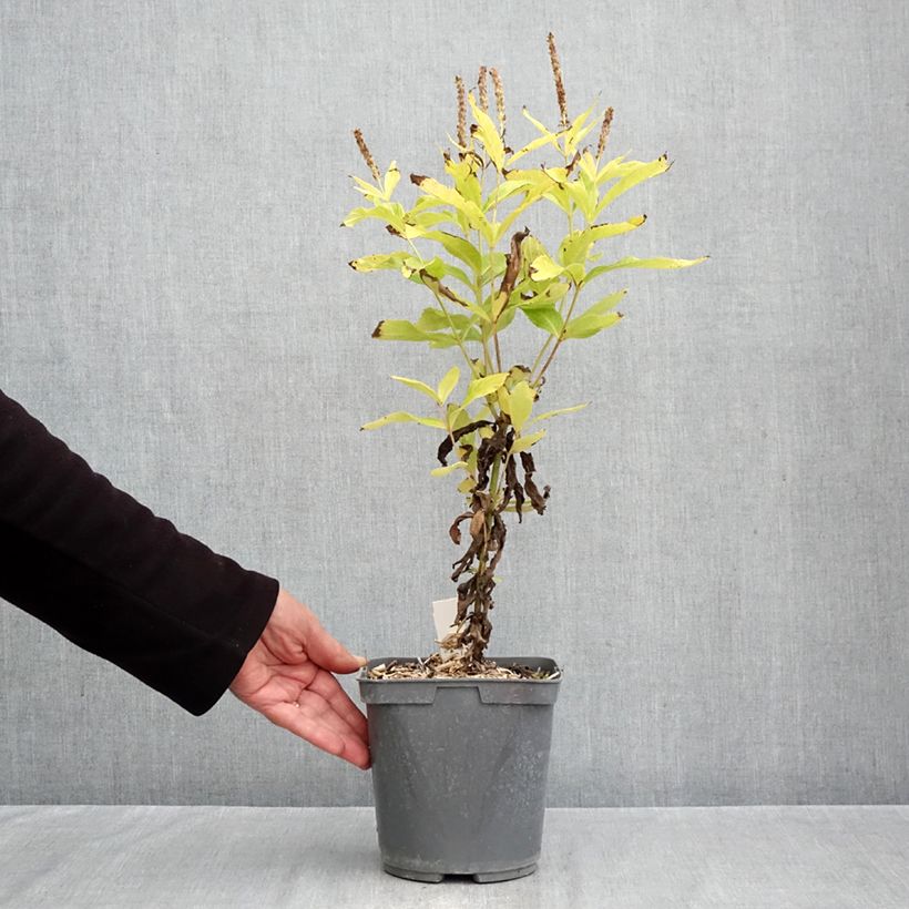 Veronicastrum virginicum Apollo 2L/3L pot sample as delivered in autumn