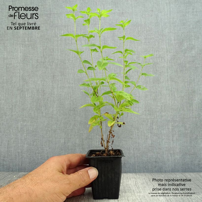 Aloysia triphylla 7/8 cm pot sample as delivered in autumn