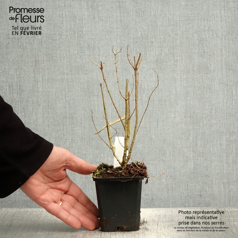 Aloysia triphylla 7/8 cm pot sample as delivered in winter