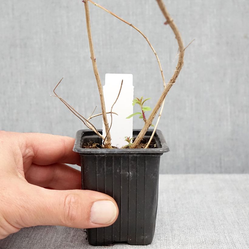 Aloysia triphylla 8/9 cm pot sample as delivered in autumn
