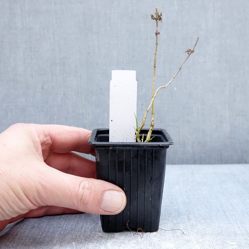 Aloysia triphylla 8/9 cm pot sample as delivered in winter