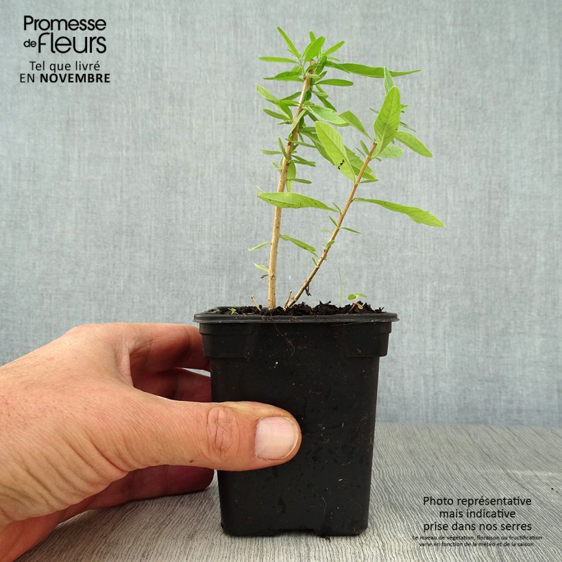 Argentinian Verbena - Aloysia polystachya 7/8 cm pot sample as delivered in autumn