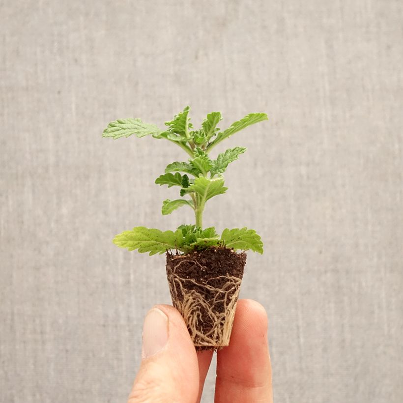 Verbena peruviana Firehouse Peppermint (Red Star) Plug plant 3/4cm sample as delivered in spring