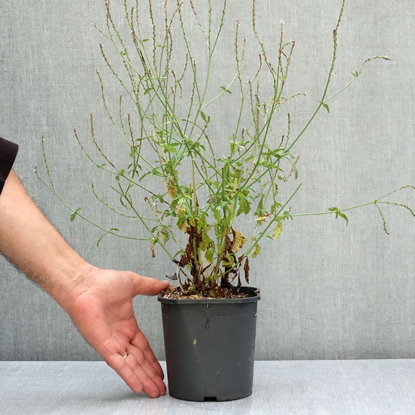 Verbena officinalis 2L/3L pot sample as delivered in summer