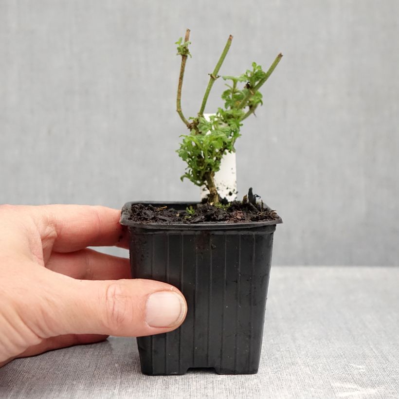 Verbena hybrida Pink Parfait 8/9 cm pot sample as delivered in autumn