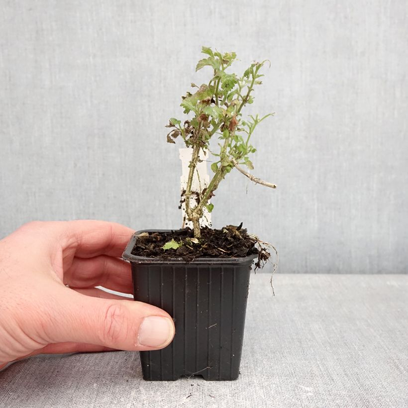 Verbena hybrida Pink Parfait 8/9 cm pot sample as delivered in winter
