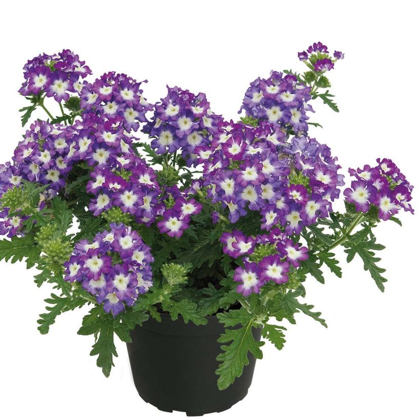 Verbena hybrida Lavender White (Plant habit)