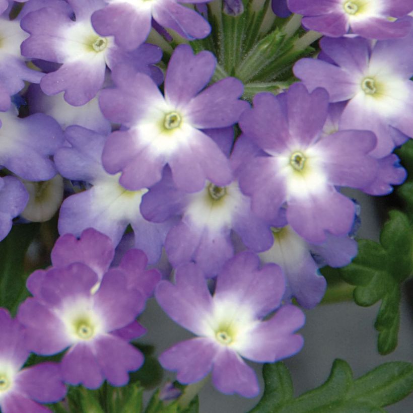 Verbena hybrida Lavender White (Flowering)