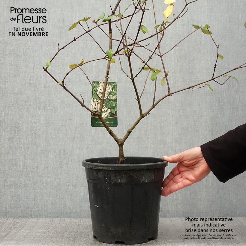 Viburnum burkwoodii 7.5L/10L pot sample as delivered in autumn