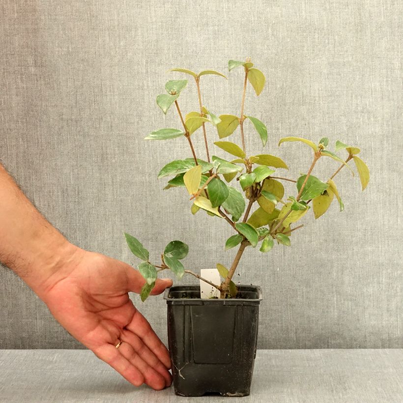 Viburnum burkwoodii 12cm pot sample as delivered in summer
