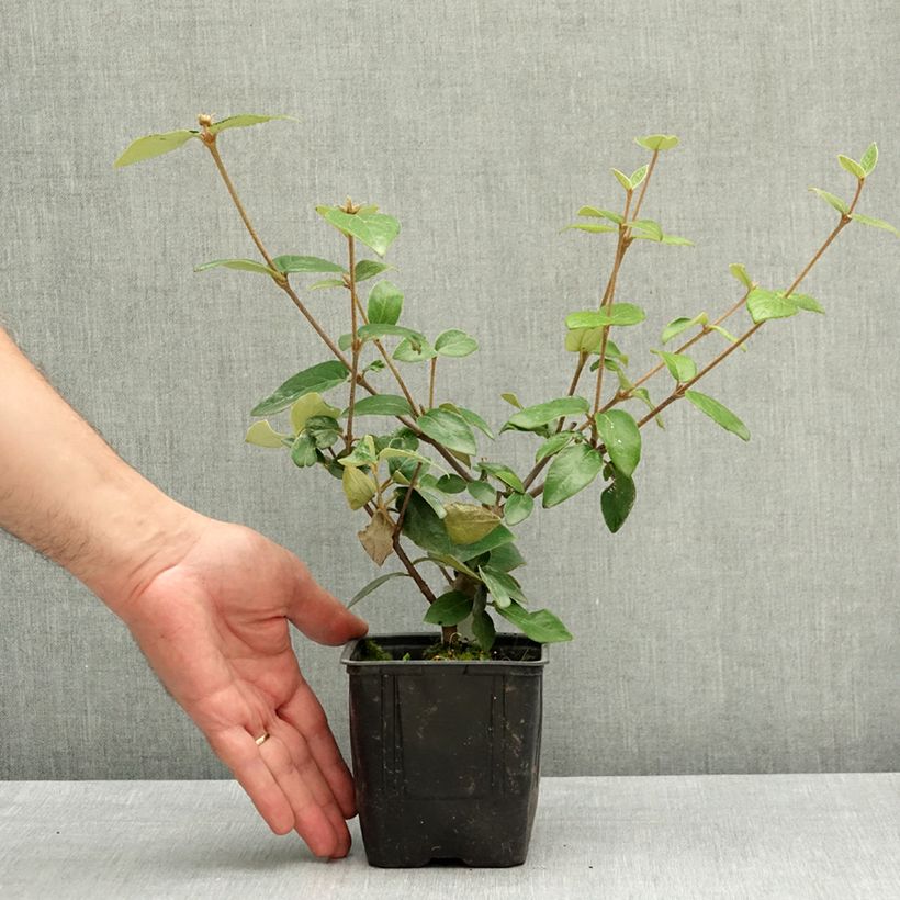 Viburnum burkwoodii 12cm pot sample as delivered in spring