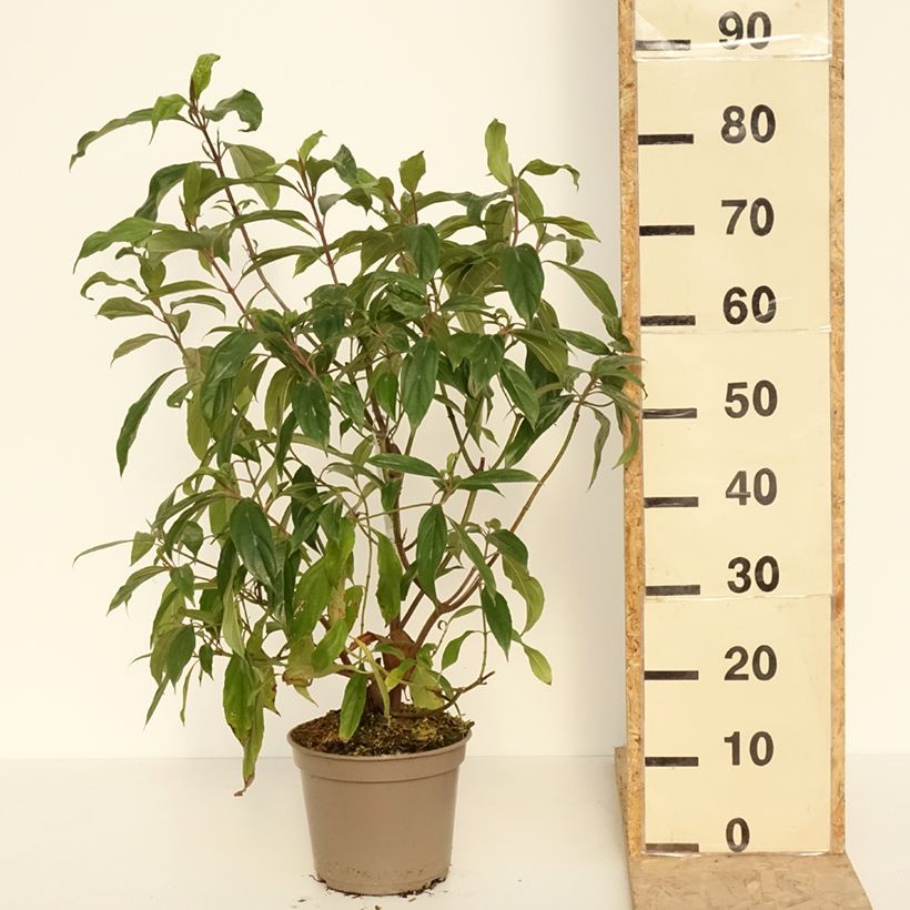 Viburnum cylindricum 4L/5L pot sample as delivered in spring