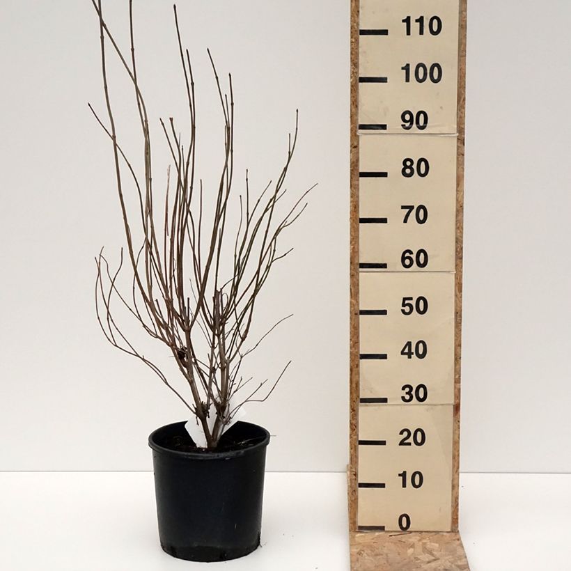 Viburnum dentatum Blue Muffin 7.5L/10L pot sample as delivered in winter