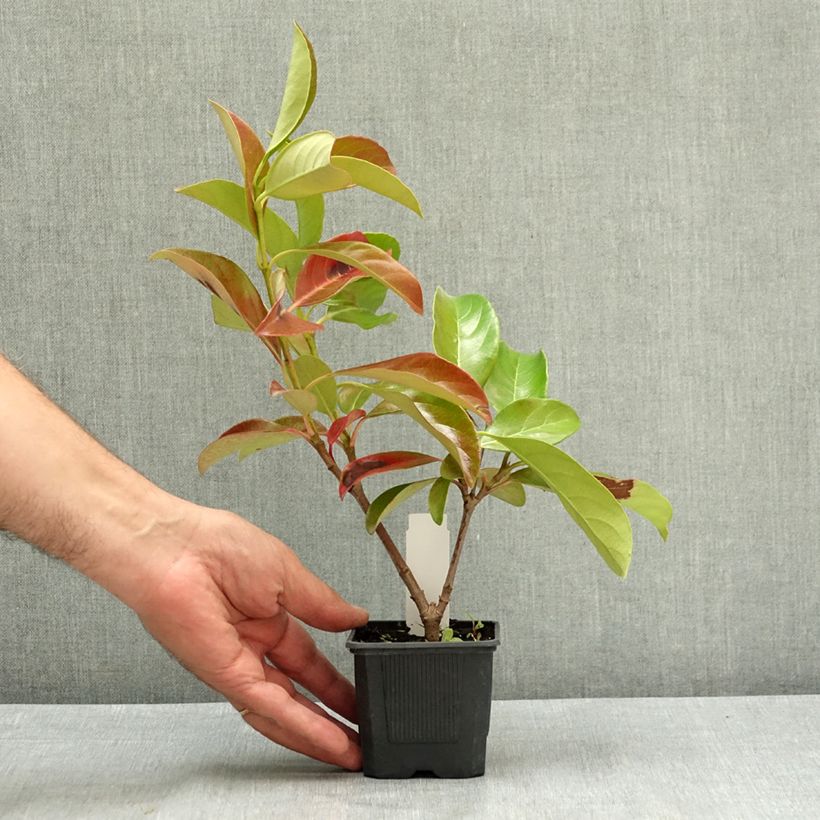 Viburnum lucidum 8/9 cm pot sample as delivered in summer