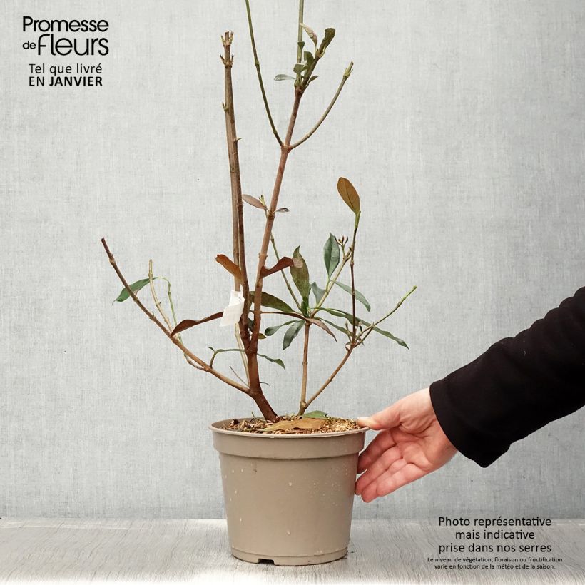 Viburnum odoratissimum Coppertop 3L/4L pot sample as delivered in winter