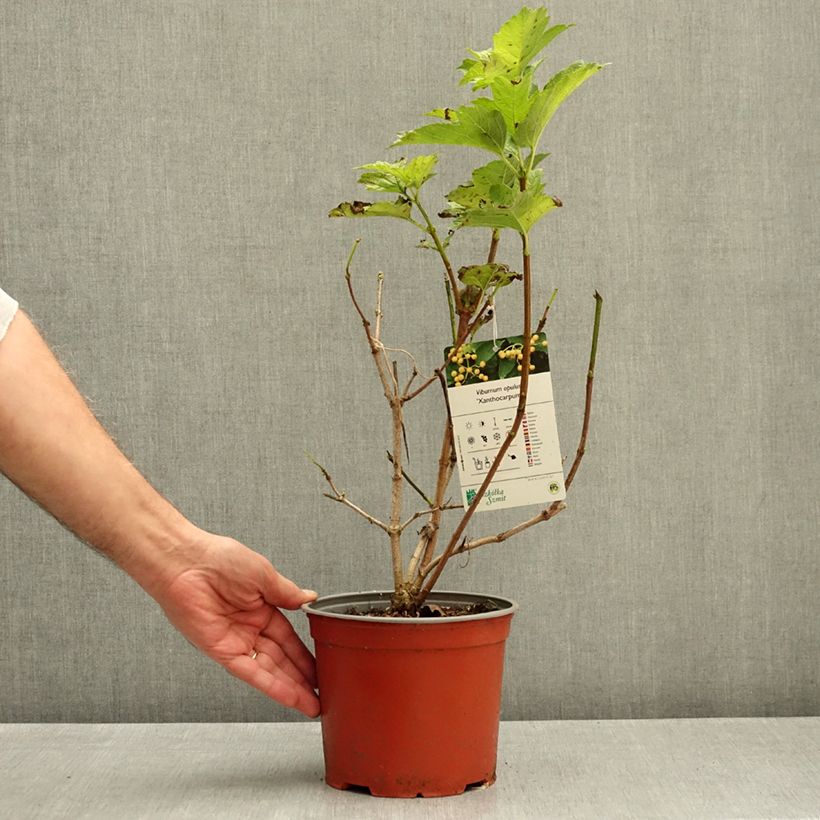 Viburnum opulus Xanthocarpum 3L/4L pot sample as delivered in autumn