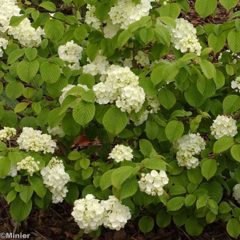 Viburnum plicatum Popcorn (Flowering)