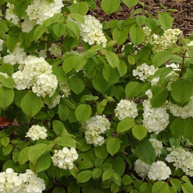 Viburnum plicatum Popcorn (Foliage)