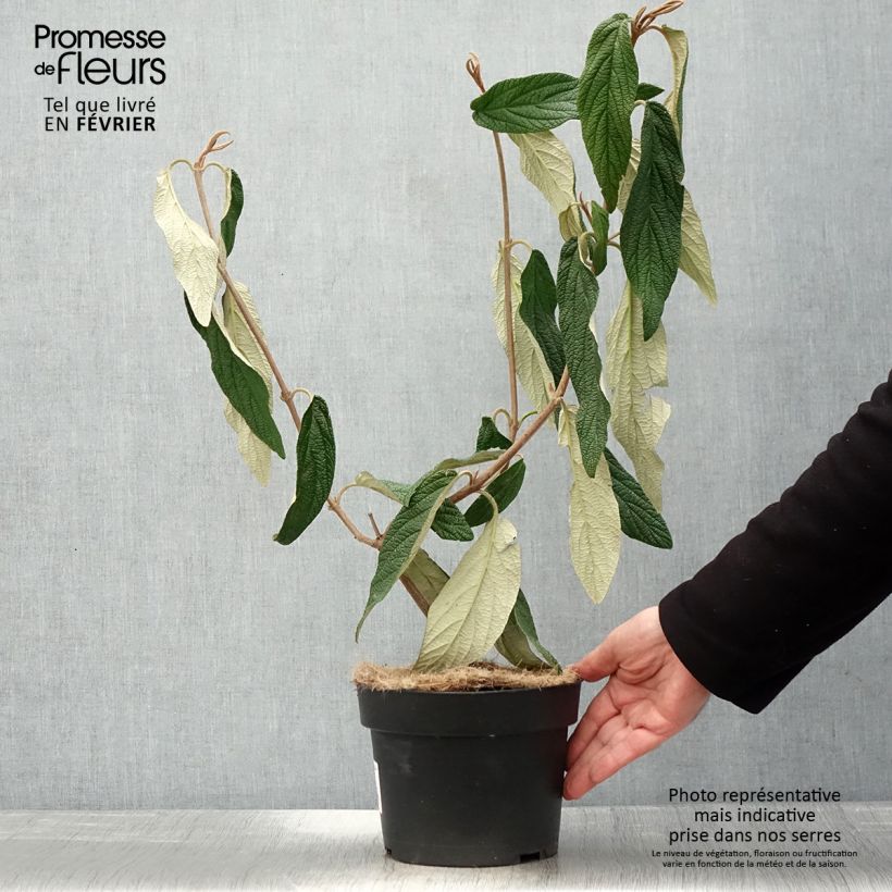 Viburnum rhytidophyllum 2L/3L pot sample as delivered in winter