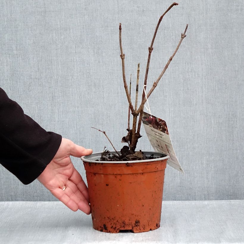 Viburnum sargentii Onondaga 2L/3L pot sample as delivered in autumn