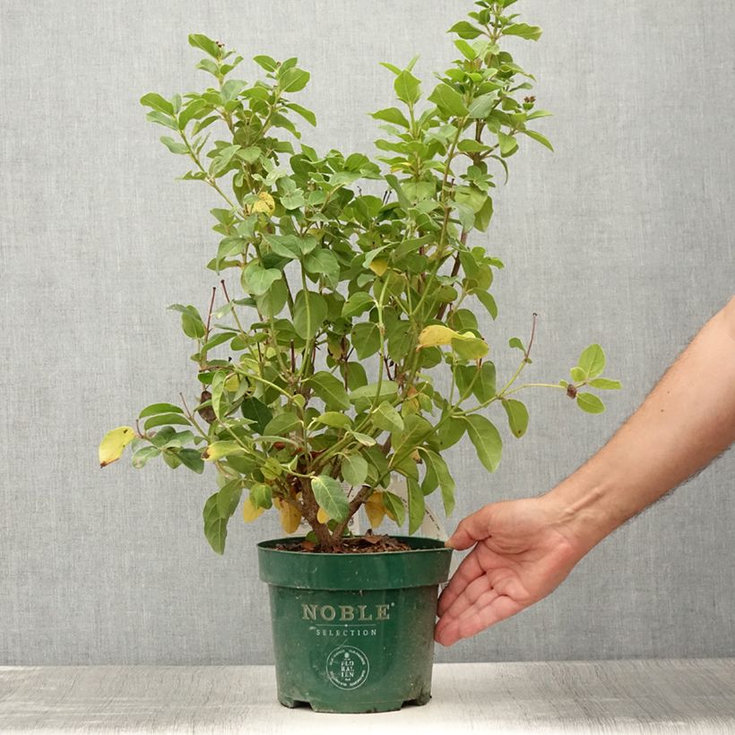 Viburnum tinus Lisarose - Laurustinus 3L/4L pot sample as delivered in summer