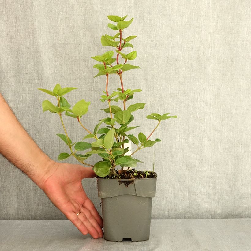 Viburnum tinus Rock'n Rolla 2L/3L pot sample as delivered in summer