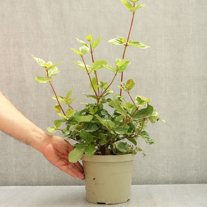 Viburnum tinus Rock'n Rolla 3L/4L pot sample as delivered in summer