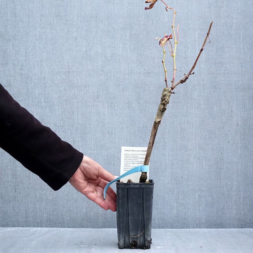 Vitis vinifera Barbera - Grapevine 1.5L/2L pot sample as delivered in autumn