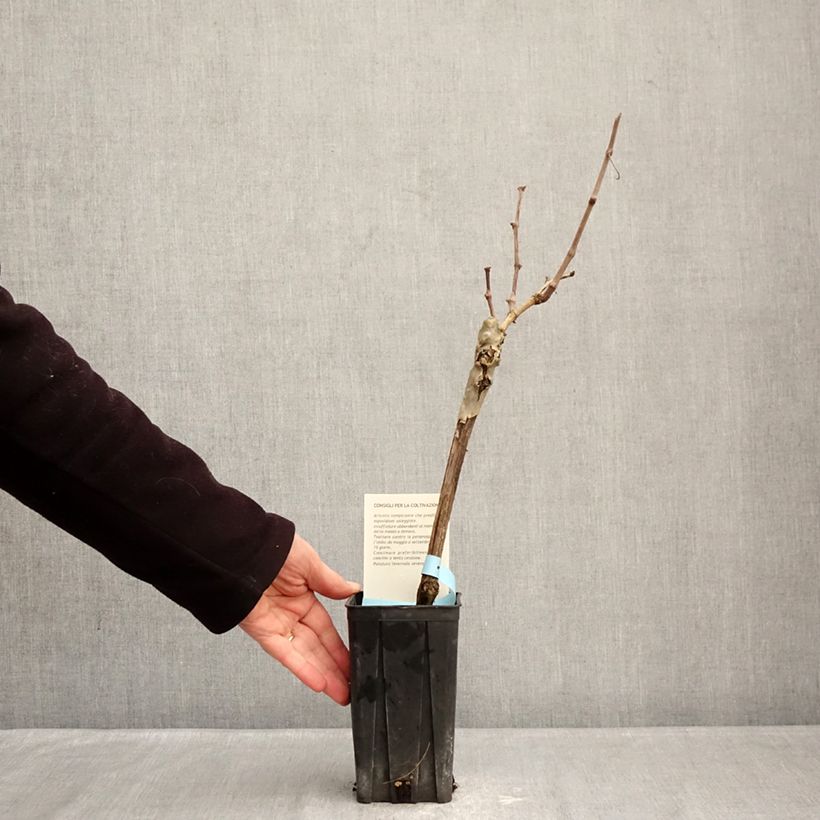 Vitis vinifera Barbera - Grapevine 1.5L/2L pot sample as delivered in winter